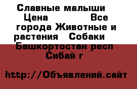 Славные малыши! › Цена ­ 10 000 - Все города Животные и растения » Собаки   . Башкортостан респ.,Сибай г.